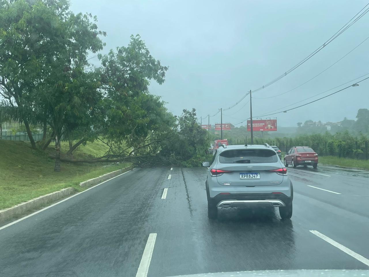 Chuva Forte Derruba árvore Na Avenida Paralela, Em Salvador - Toda Bahia